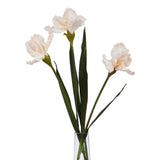 the natural garden collection pale apricot fringed iris