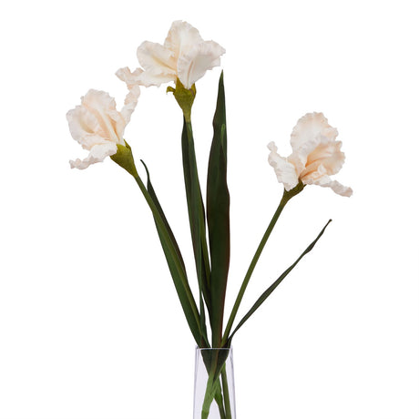 the natural garden collection pale apricot fringed iris