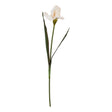 the natural garden collection pale apricot fringed iris