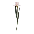the natural garden collection pale pink fringed iris