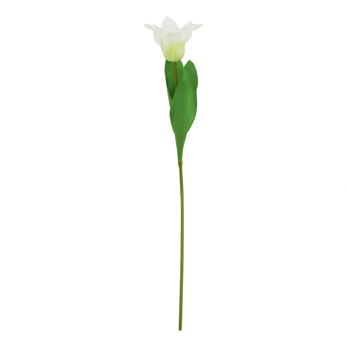 Violette White Parrot Tulip