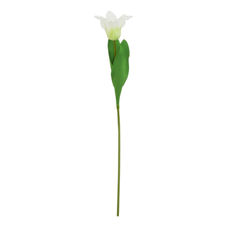 the natural garden collection white parrot tulip