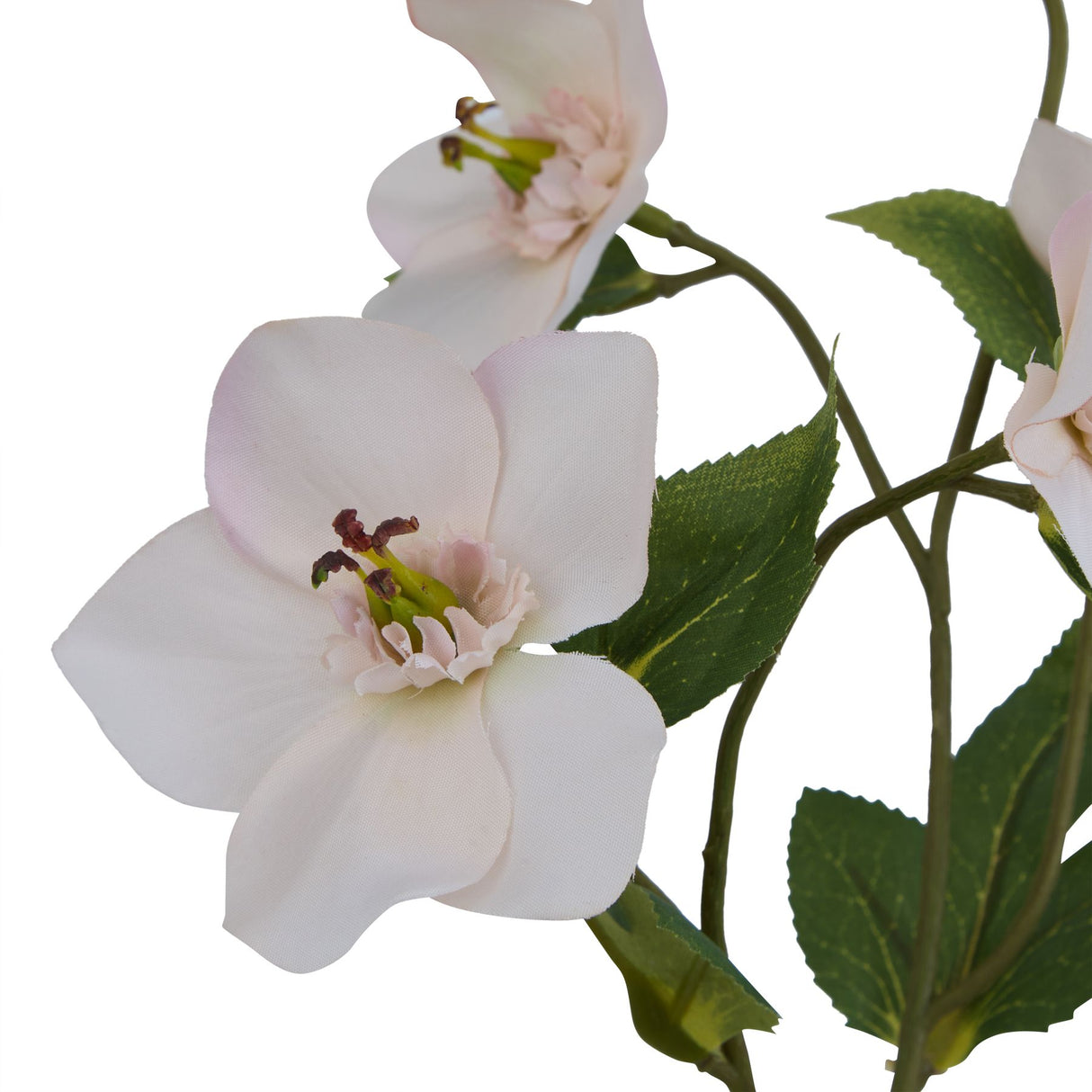 the natural garden collection pale apricot hellibore