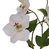 the natural garden collection pale apricot hellibore
