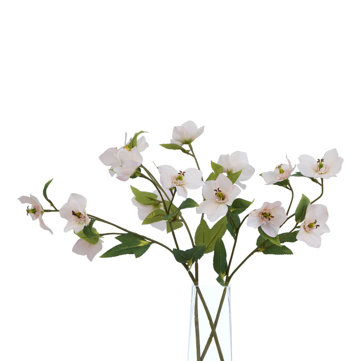 the natural garden collection pale apricot hellibore