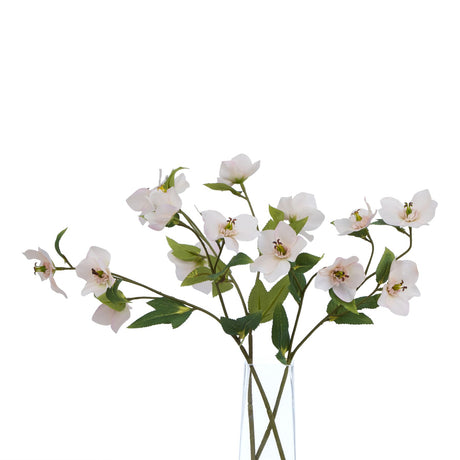 the natural garden collection pale apricot hellibore