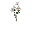 the natural garden collection pale apricot hellibore
