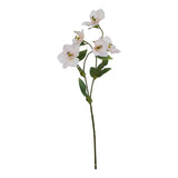 the natural garden collection pale apricot hellibore