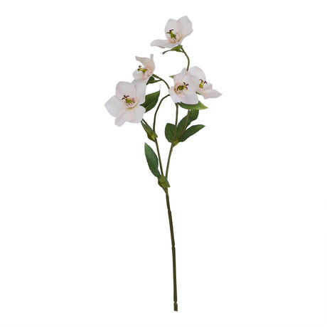 the natural garden collection pale apricot hellibore