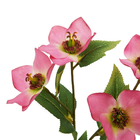 the natural garden collection pink varigated hellibore