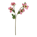 Violette Pink Variegated Hellibore