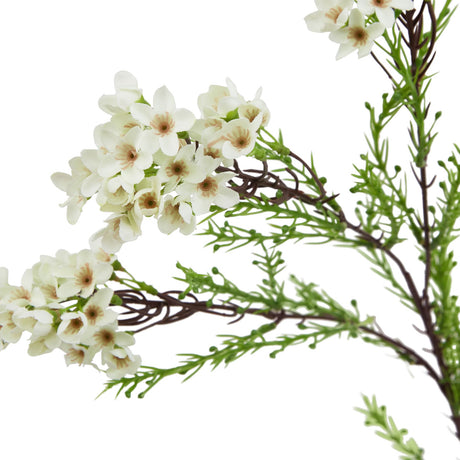 the natural garden collection white waxflower