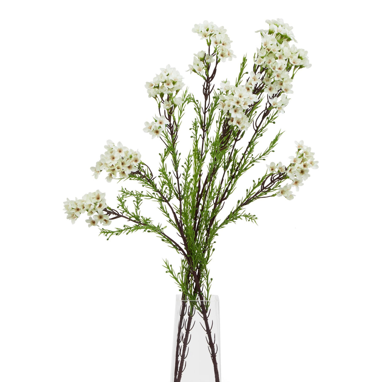 the natural garden collection white waxflower