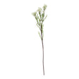 the natural garden collection white waxflower