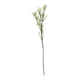 the natural garden collection white waxflower