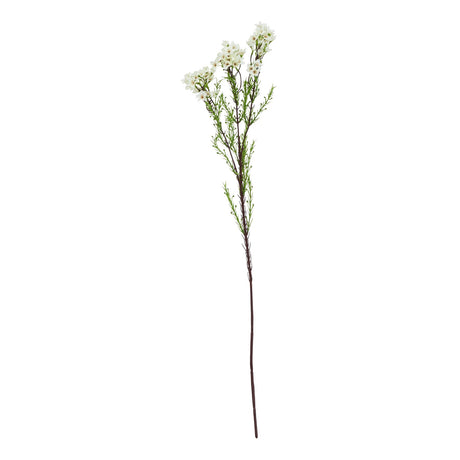 the natural garden collection white waxflower