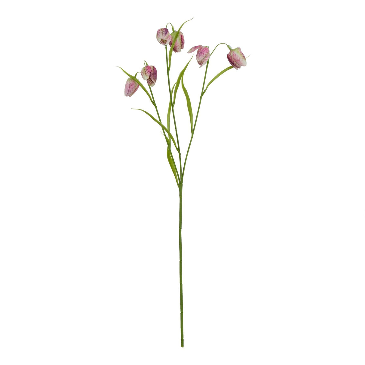 Violette Purple Fritillaria Stem
