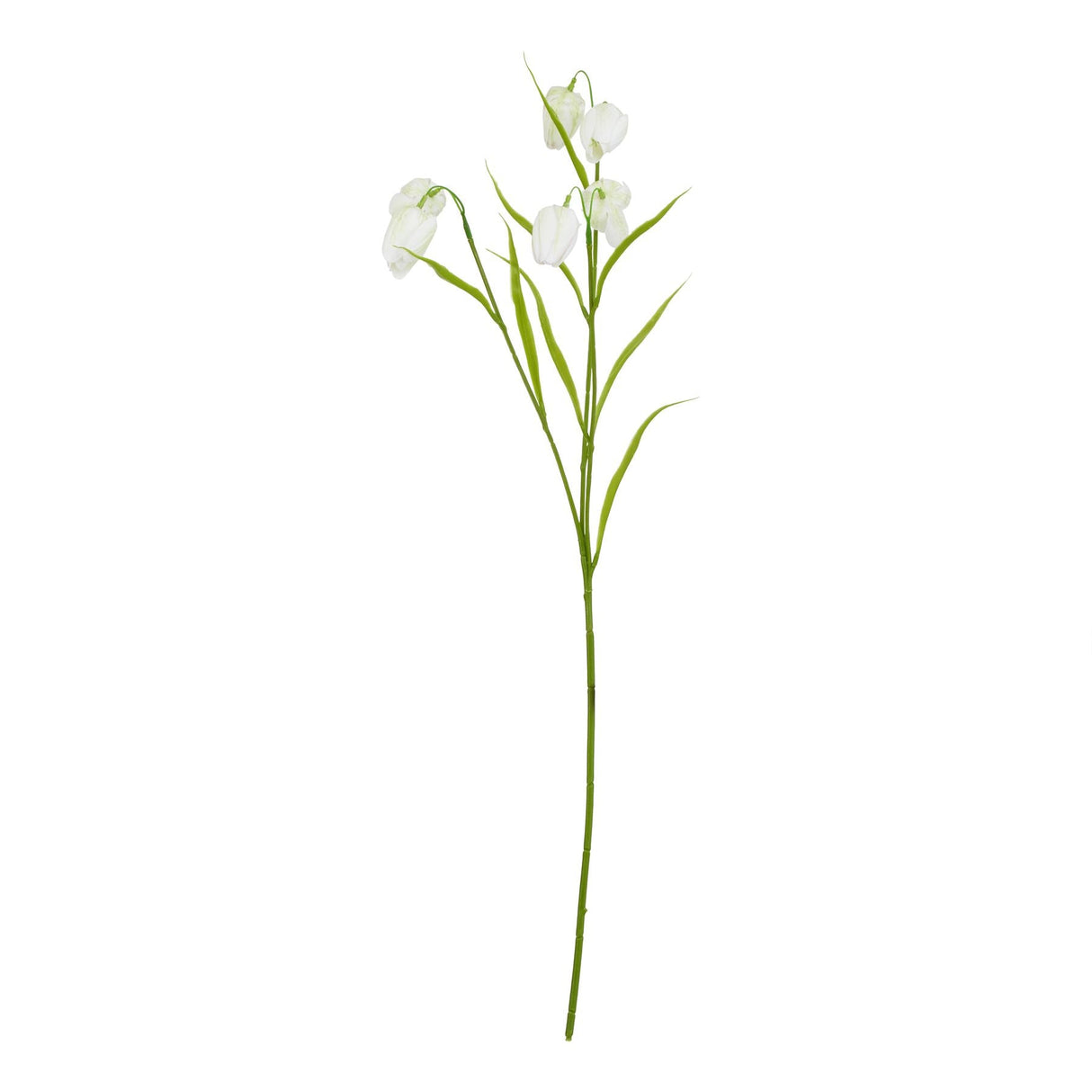 Violette White Fritillaria Stem