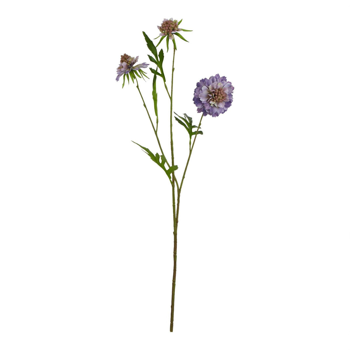 Violette Purple Scabious Stem