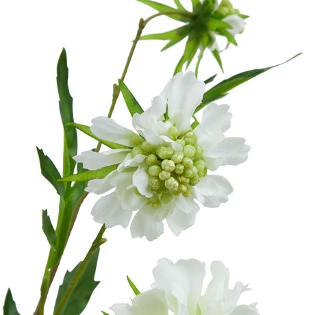 the natural garden collection white scabious stem