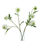 the natural garden collection white scabious stem