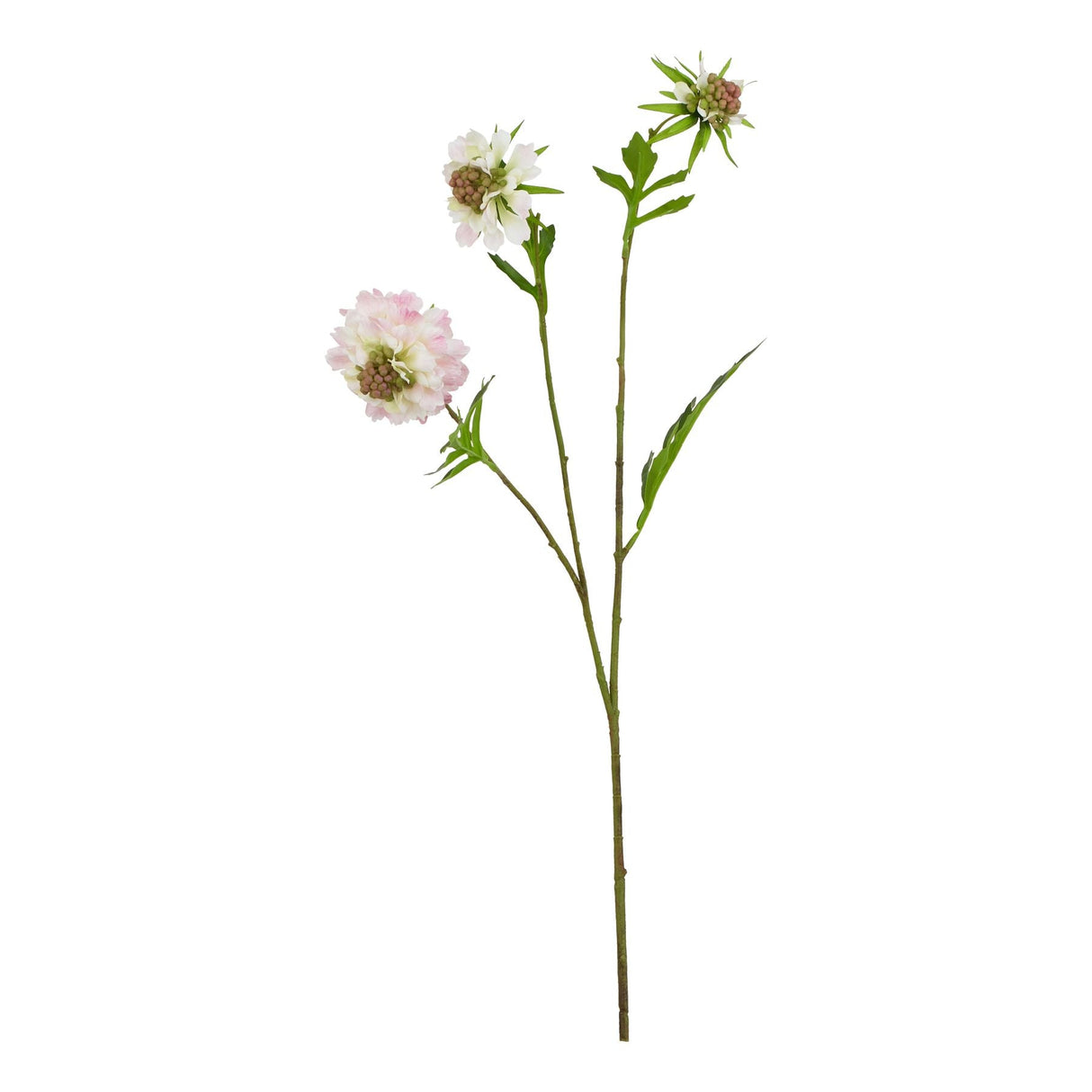 Violette Pale Pink Scabious Stem