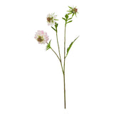 Violette Pale Pink Scabious Stem