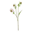 the natural garden collection pale pink scabious stem