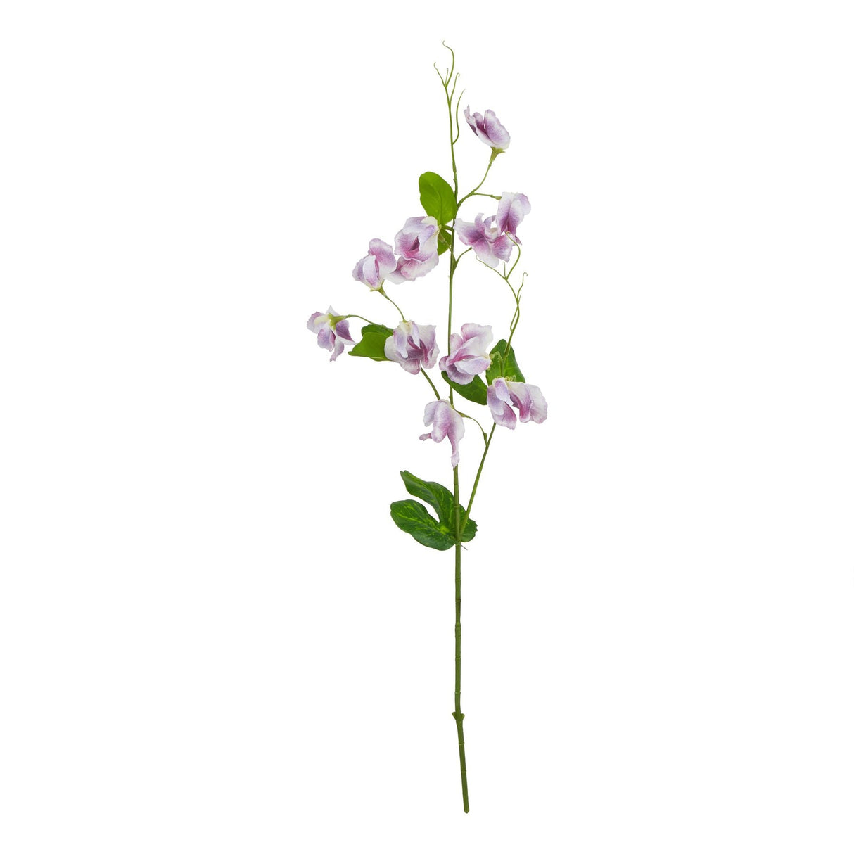 Violette Purple Sweetpea Stem