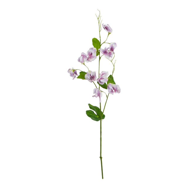 the natural garden collection purple sweetpea stem