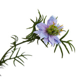 the natural garden collection purple nigella love in a mist
