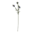 the natural garden collection purple nigella love in a mist