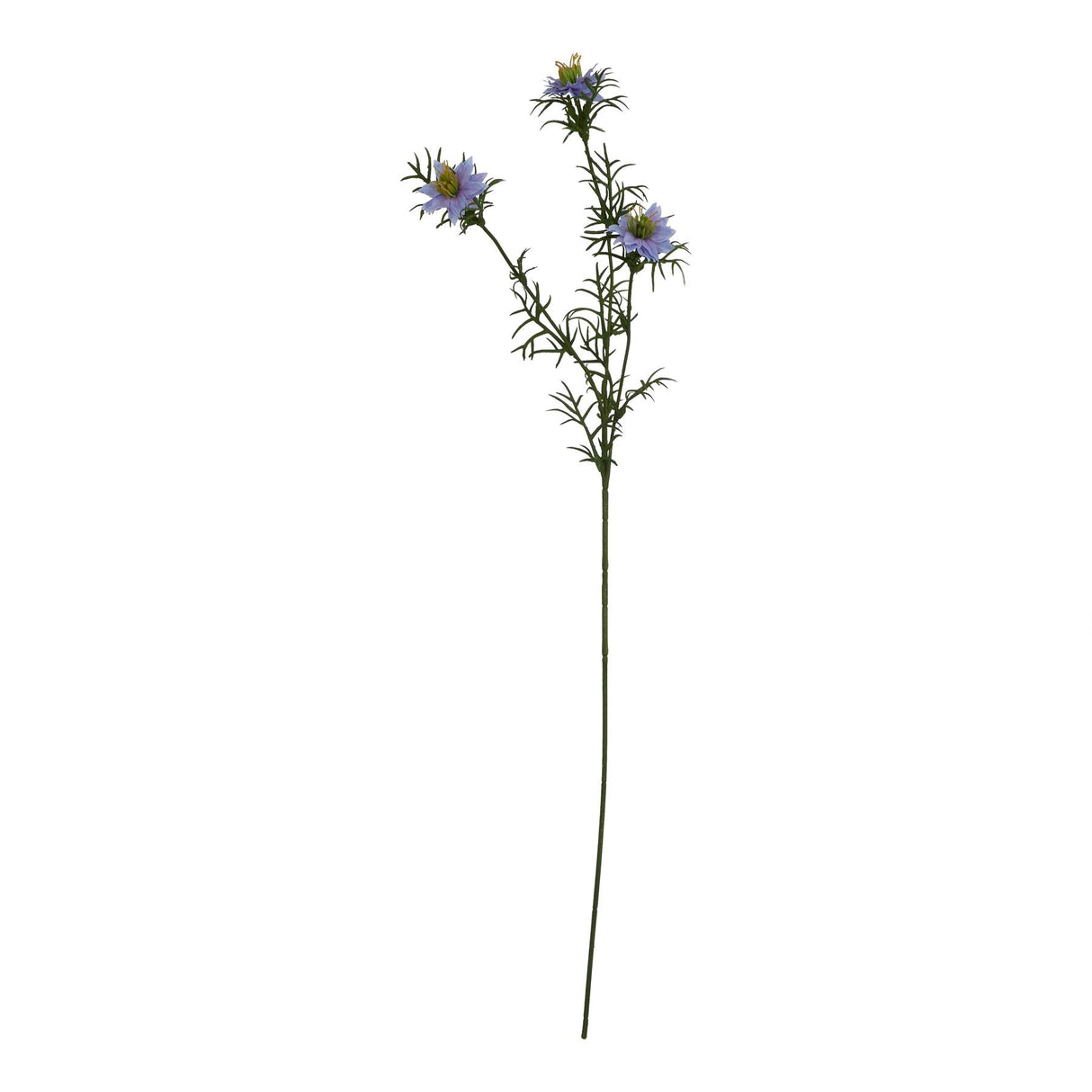 Violette Purple Nigella Love In A Mist