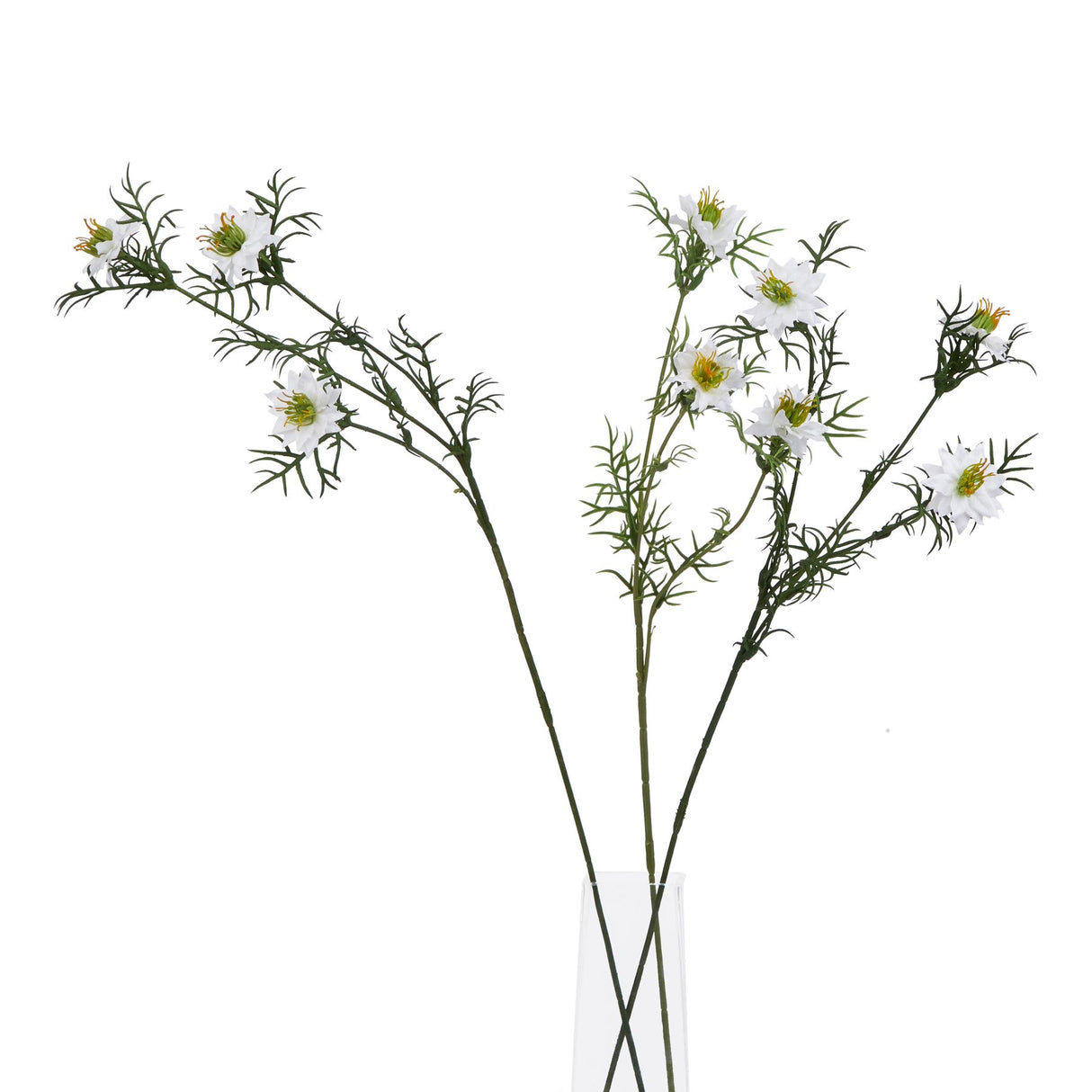 the natural garden collection white nigella love in a mist