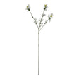 the natural garden collection white nigella love in a mist