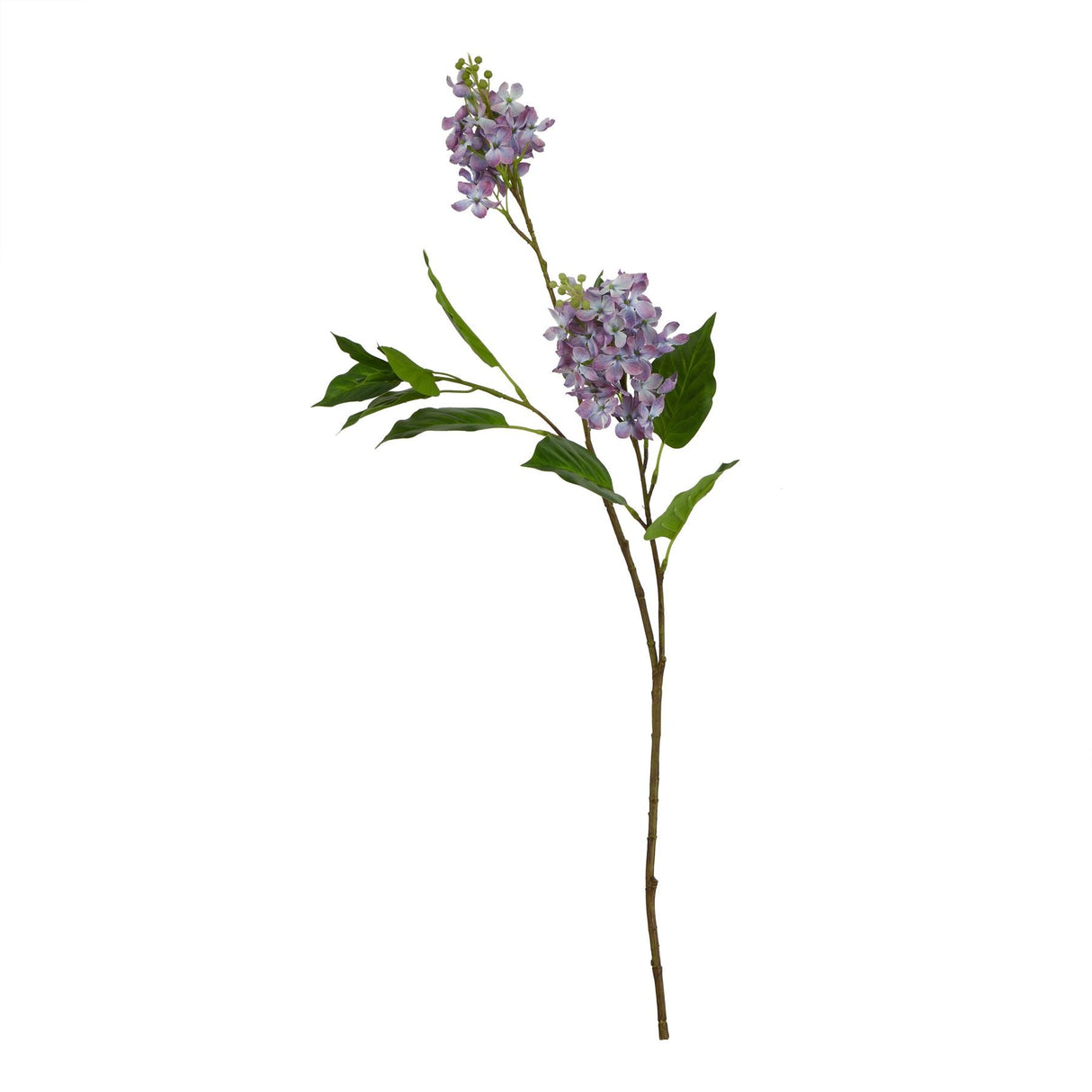 Violette Purple Lilac Stem