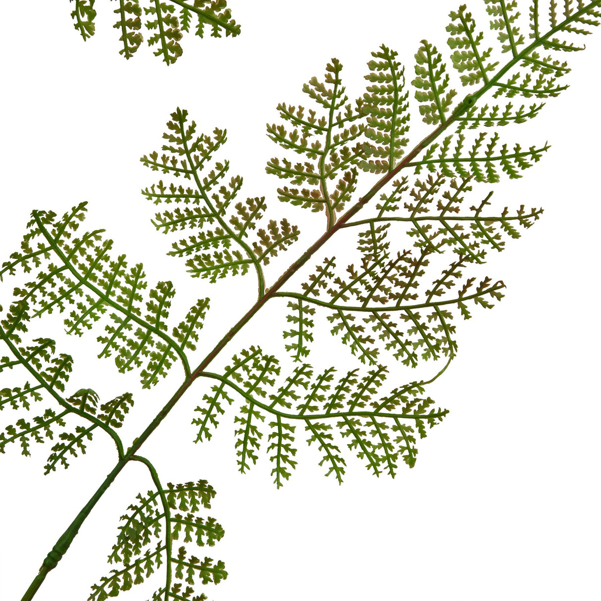 the natural garden collection large bracken fern spray