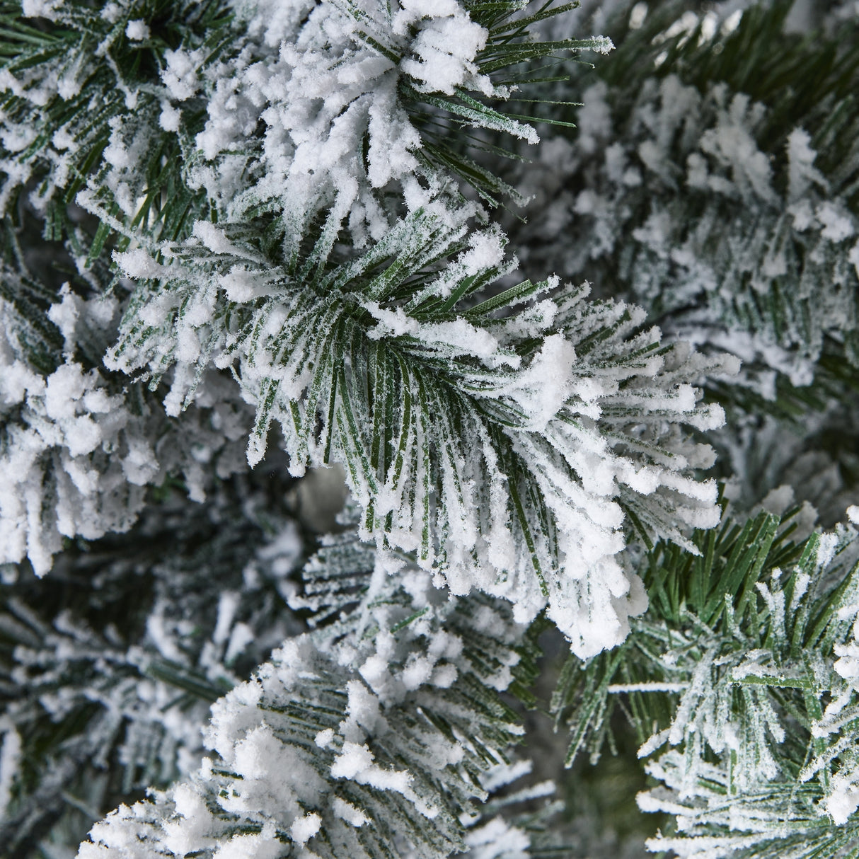 extra large snowy spruce tree