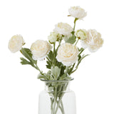 Violette Apricot Ranunculus
