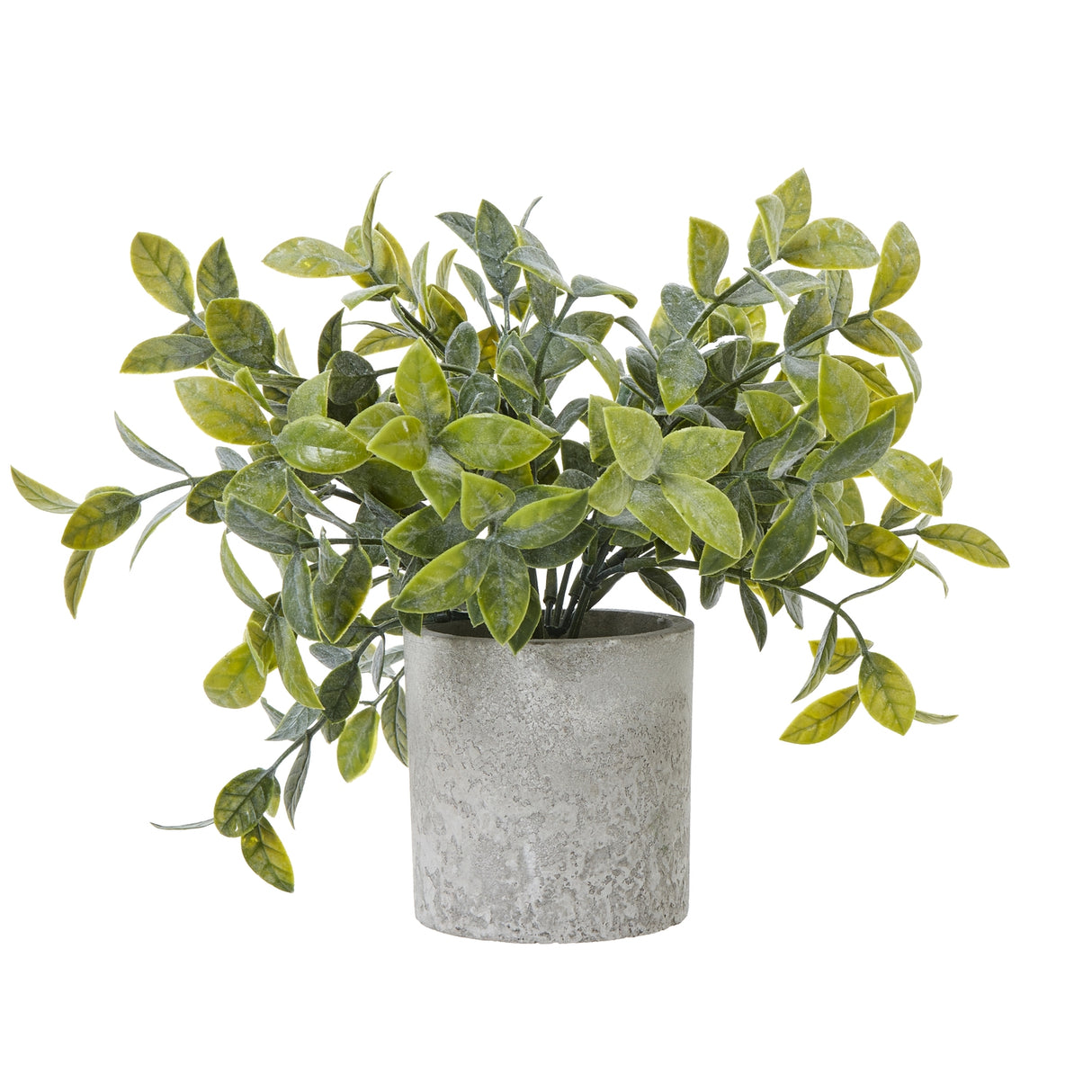 Cedrine Small Box Plant In Grey Pot