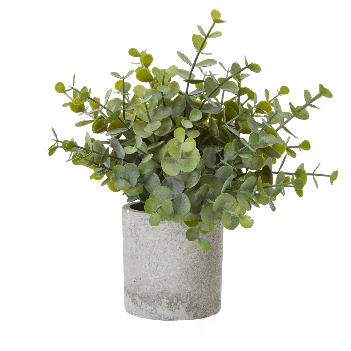 Cedrine Small Button Eucalyptus Plant In Grey Pot
