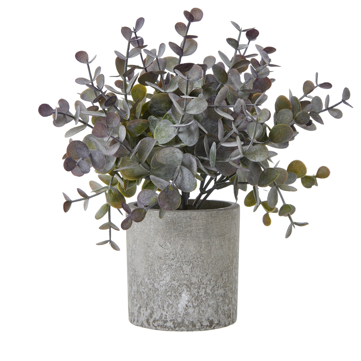 Cedrine Small Cinerea Plant In Grey Pot