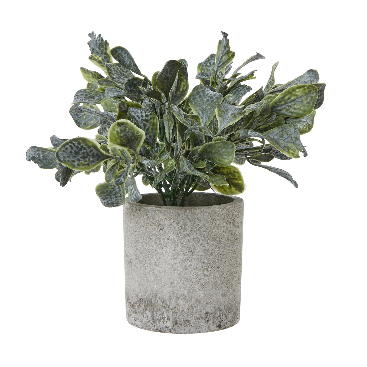 Cedrine Small Eucalyptus Plant In Grey Pot