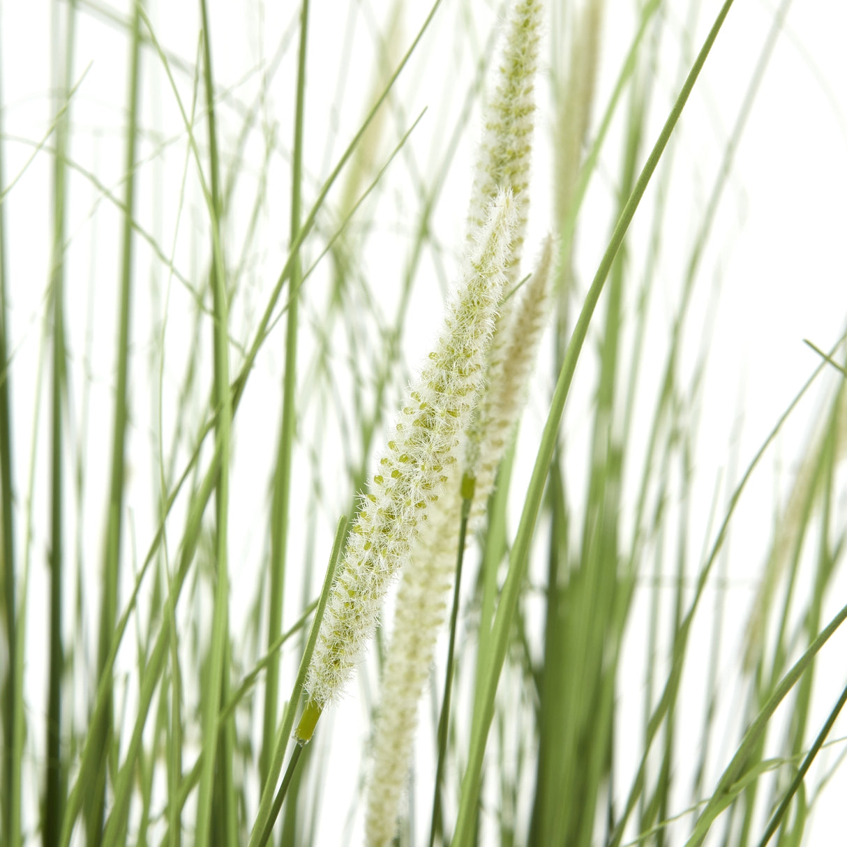 large onion grass plant in pot