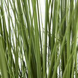 large onion grass plant in pot