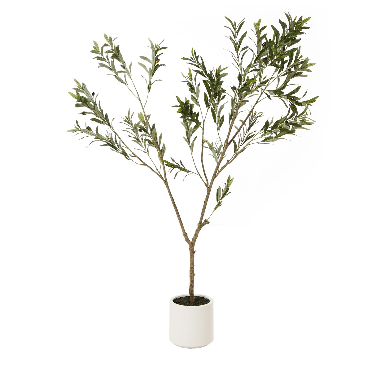 Ophira Olive Tree In White Pot 180Cm