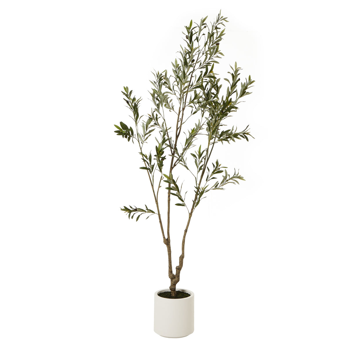 Juliette Olive Tree In White Pot 210Cm