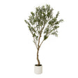 apulia olive tree in white pot 200cm