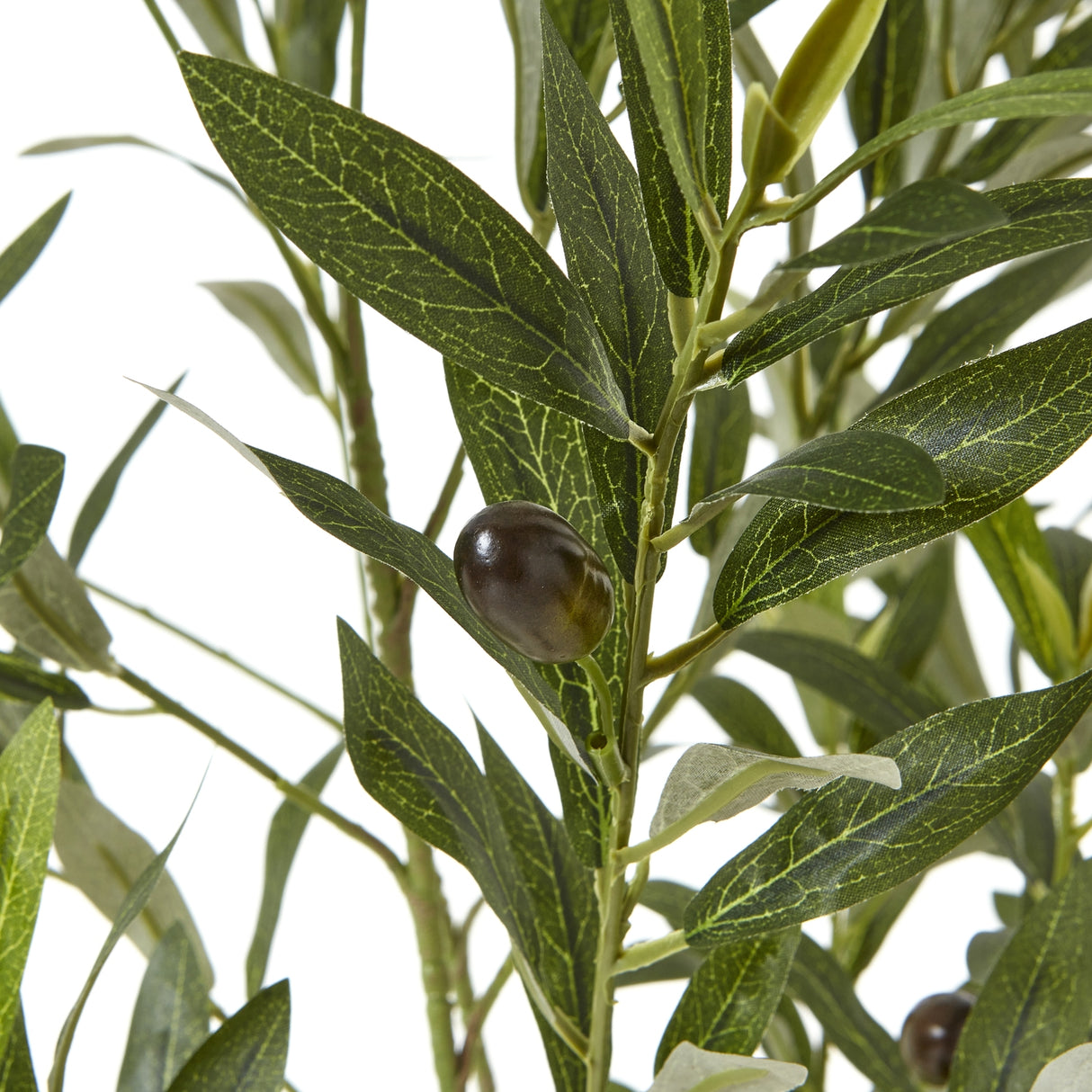 apulia olive tree in white pot 150cm