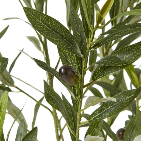 apulia olive tree in white pot 150cm